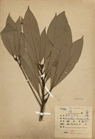 藏品(大葉楠)的圖片